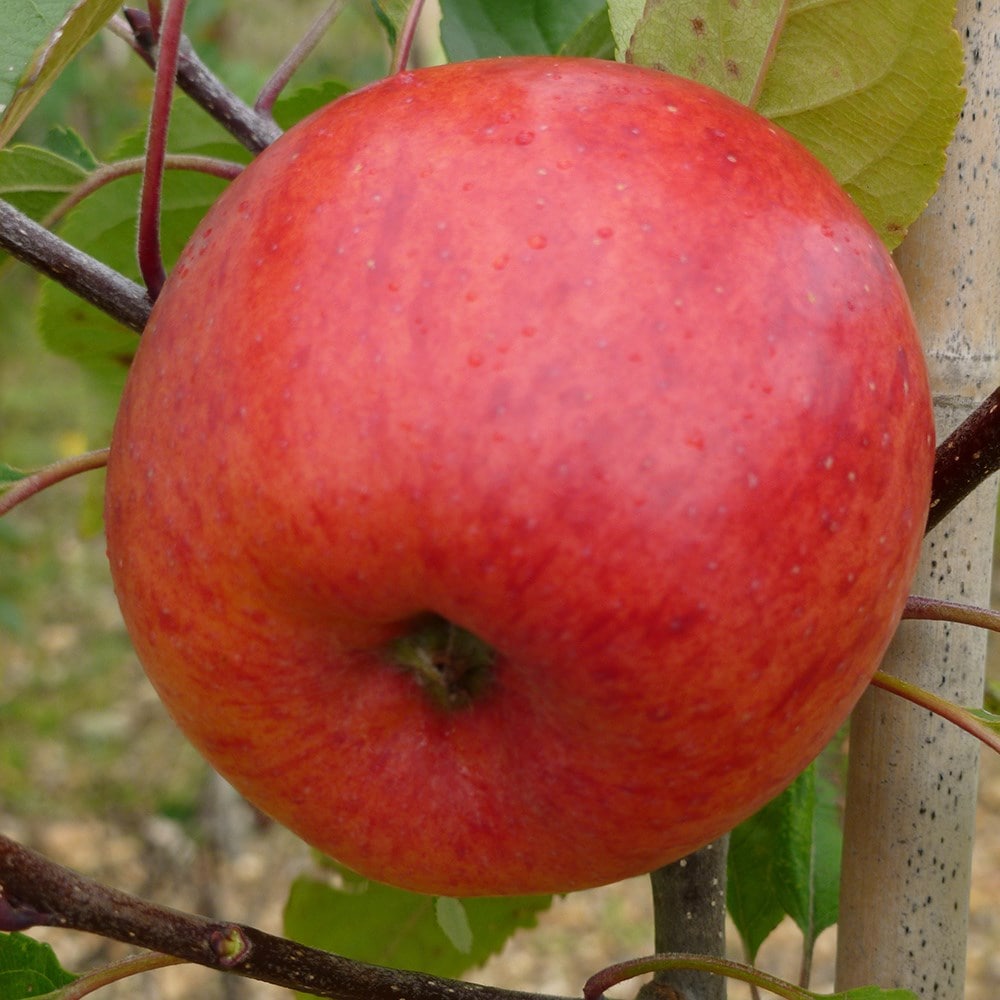 Product options image