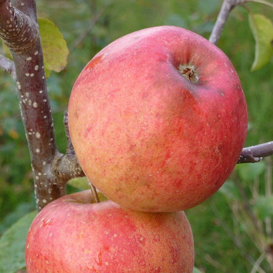 apple 'Pinova' (PBR)