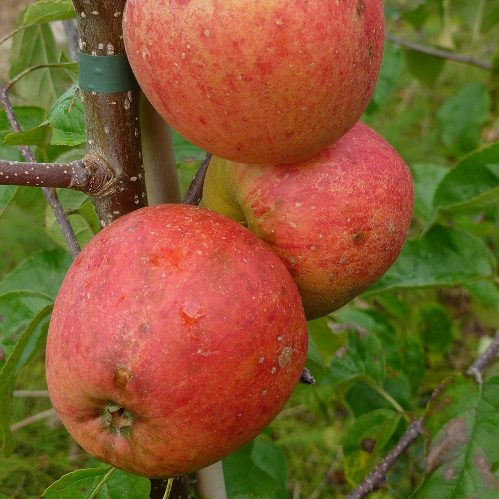 apple 'Pinova' (PBR)
