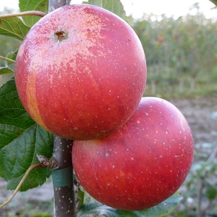 apple Queen Cox self-fertile