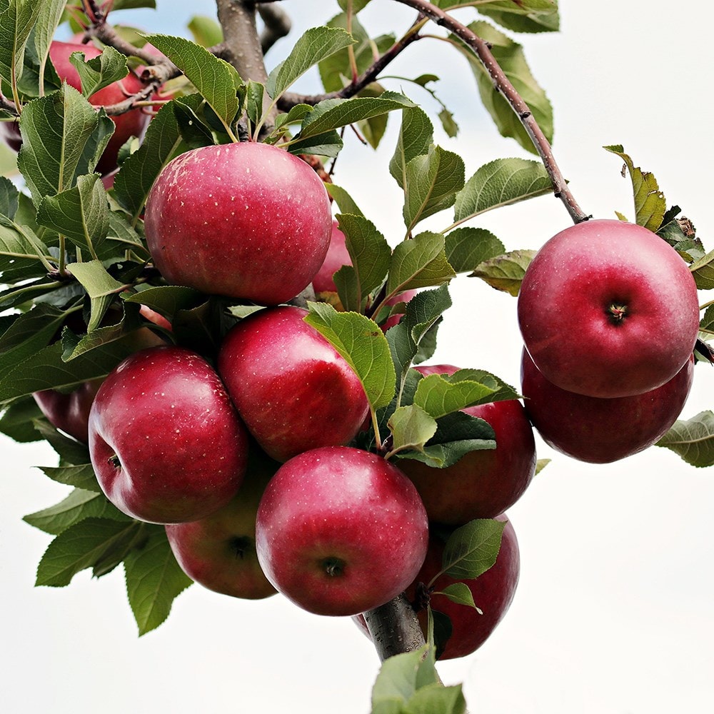 Product options image