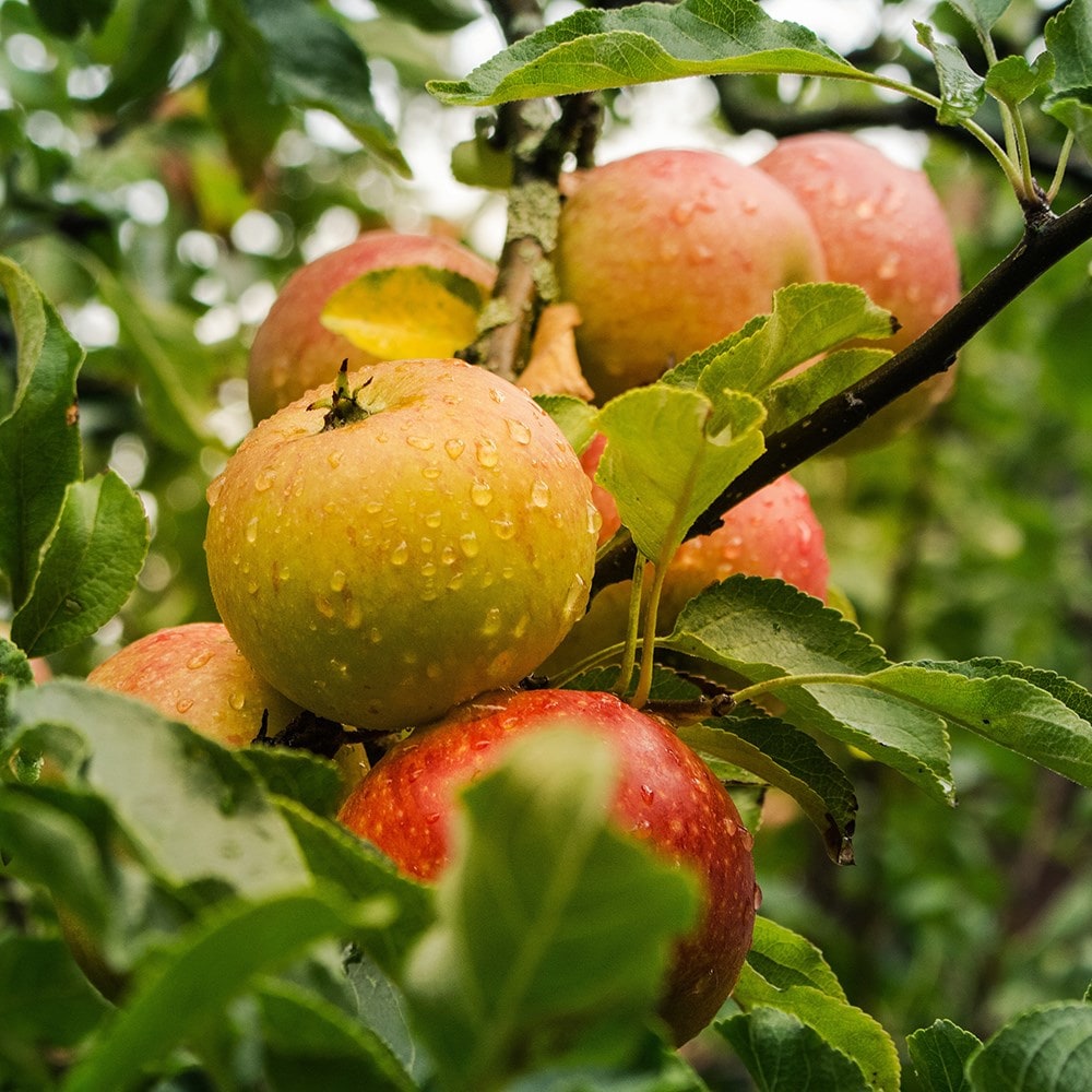 eating / dessert apple