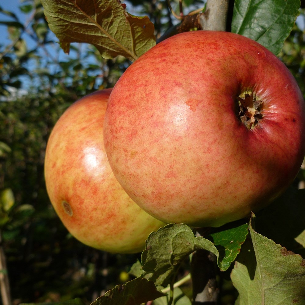 cooking apple