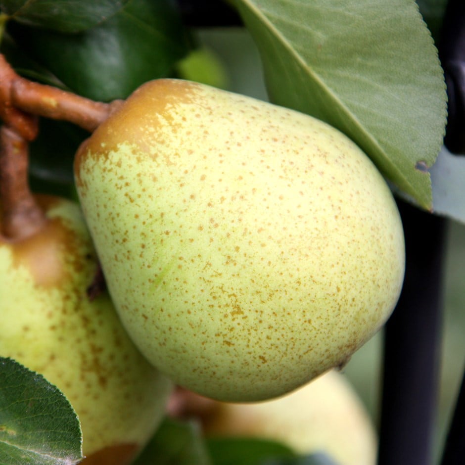 pear 'Beth'