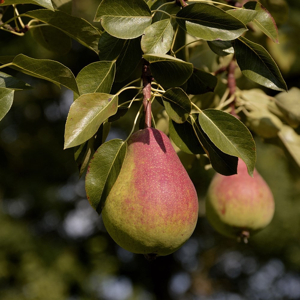 pear 'Beurré Alexandre Lucas'