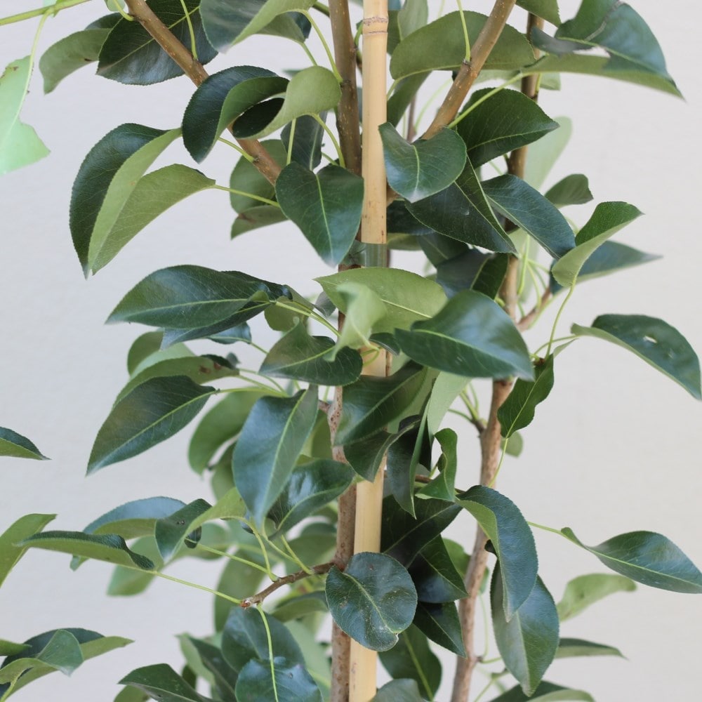 pear 'Onward'