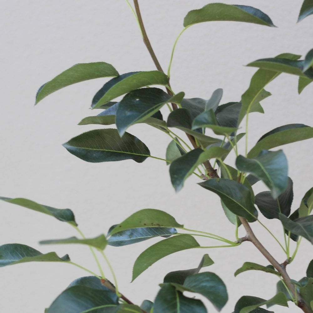 pear 'Onward'