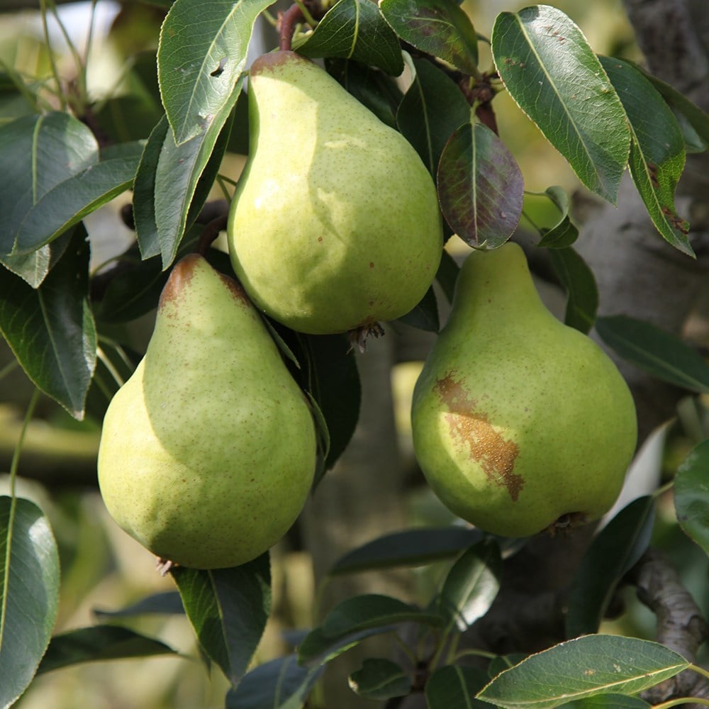 pear 'Packhams Triumph'