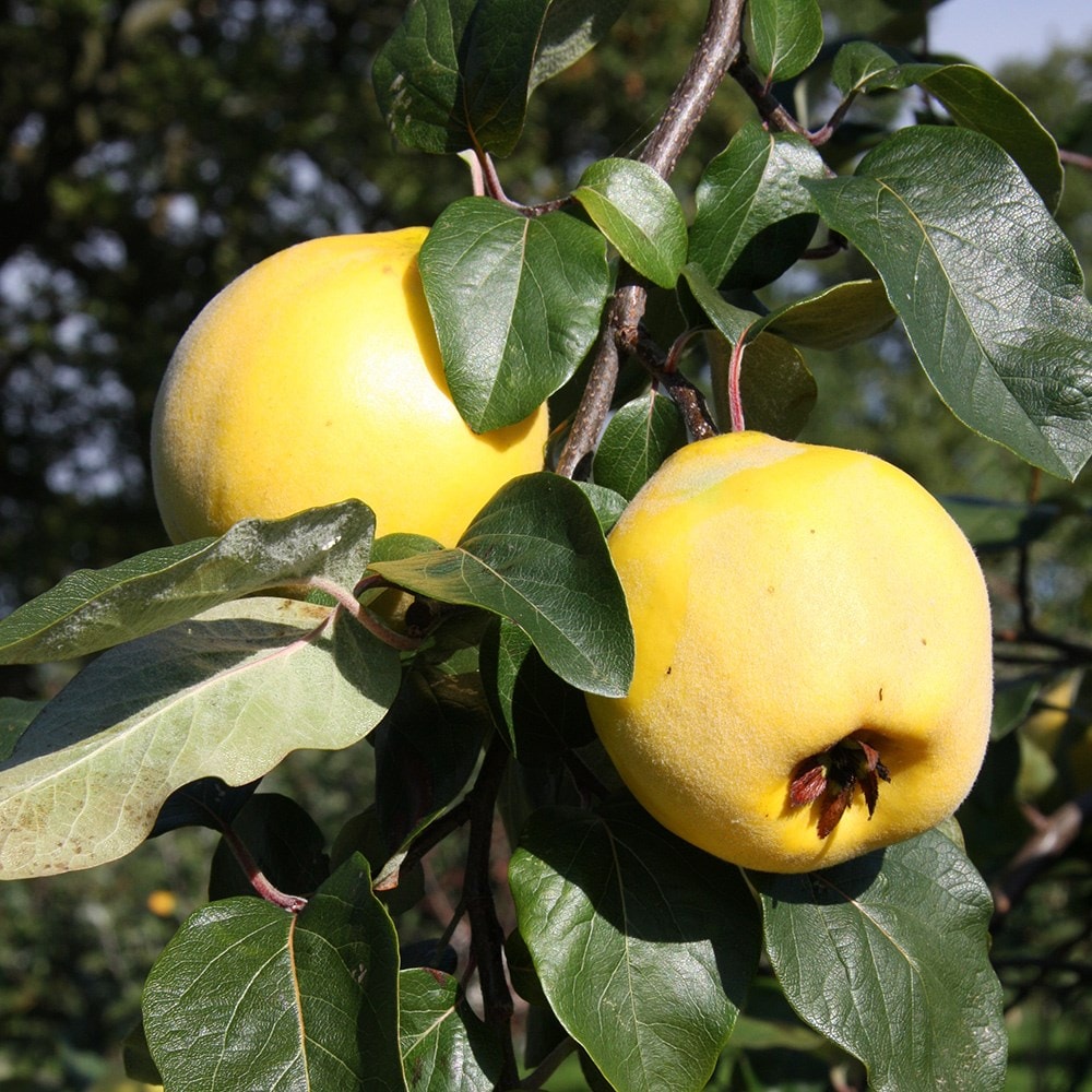 quince 'Lusitanica'