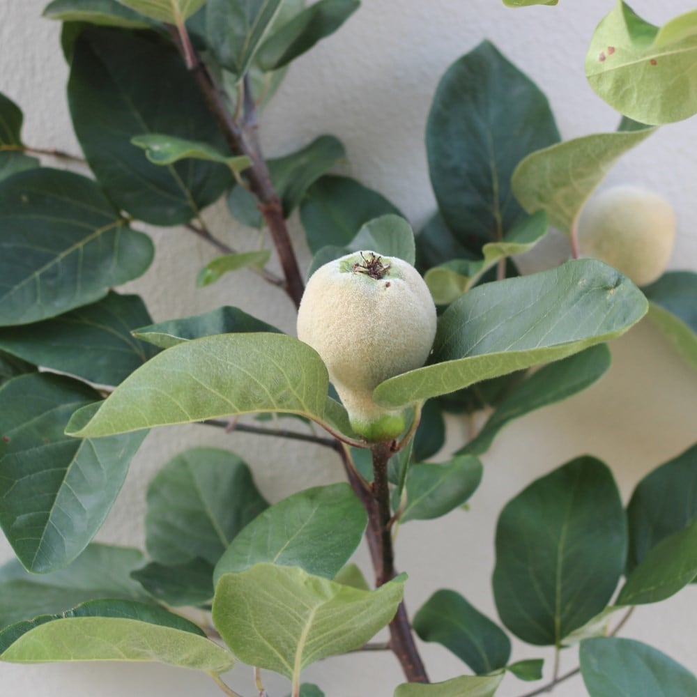 Product options image