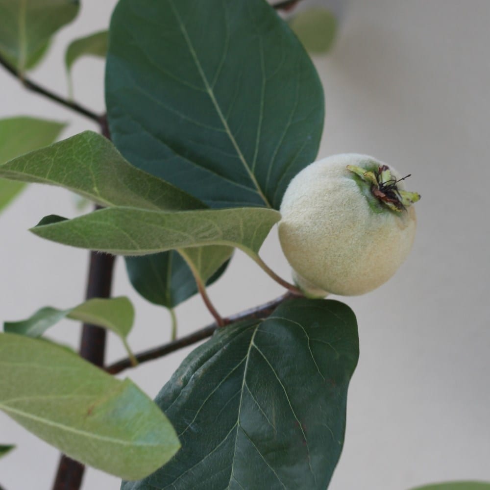 quince 'Meech's Prolific'