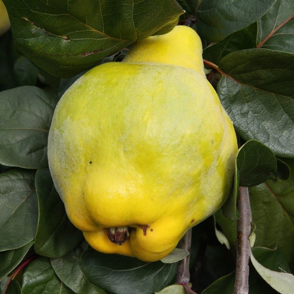 quince 'Meech's Prolific'