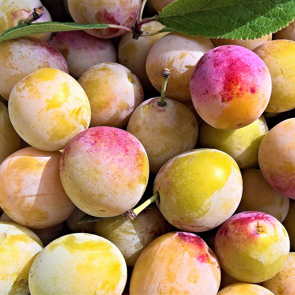 Product options image