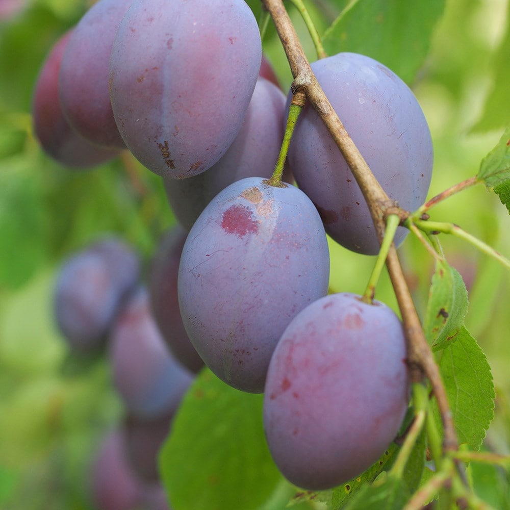 Product options image