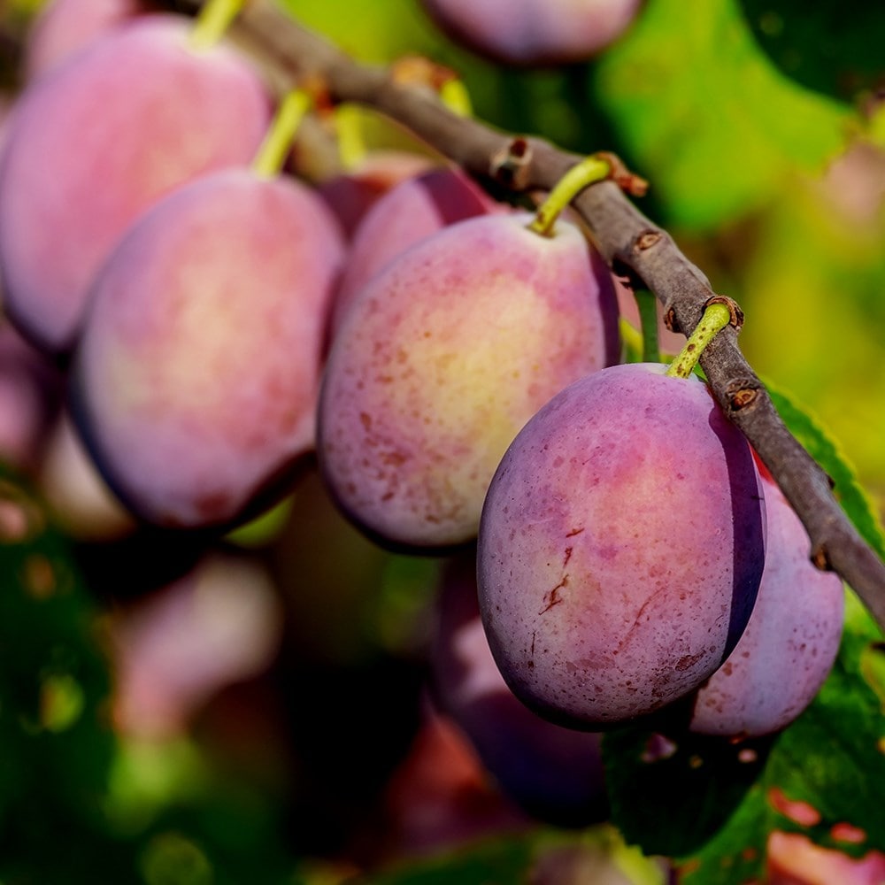 Product options image