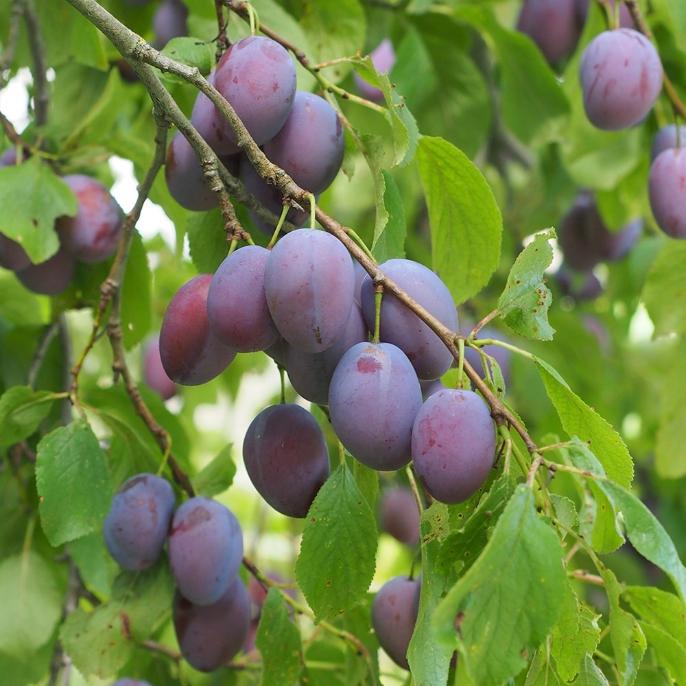 Japanese plum