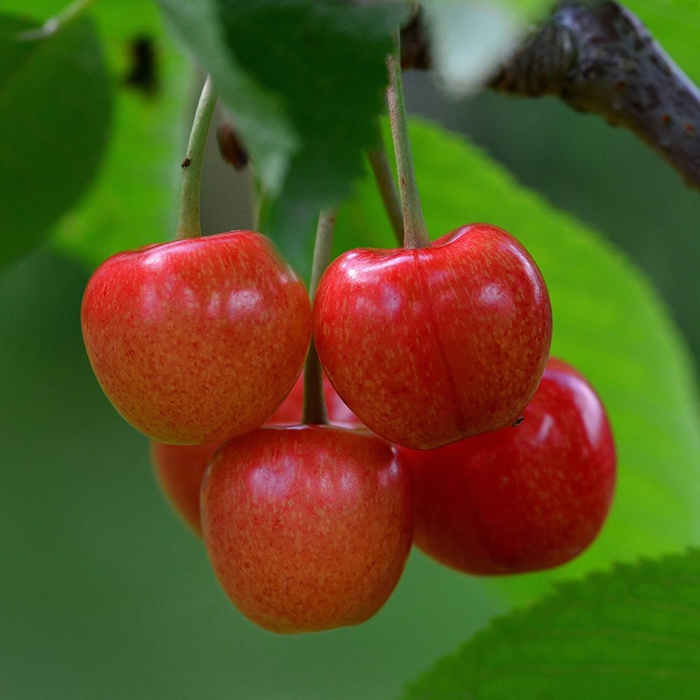 sweet cherry (syn. Prunus avium White Heart)