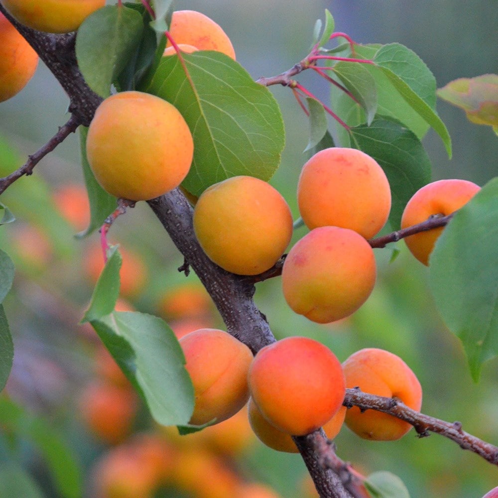 apricot