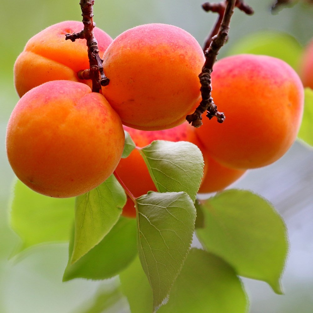 apricot