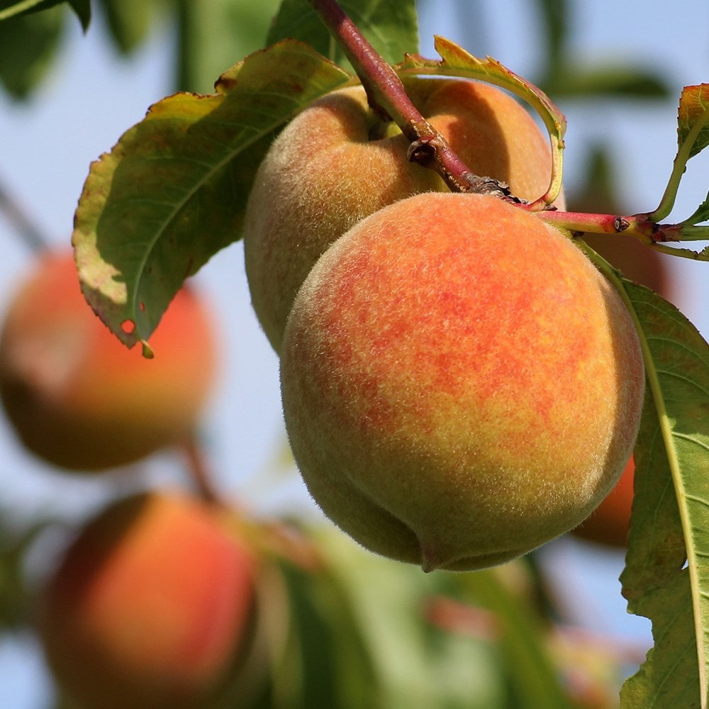 Product options image