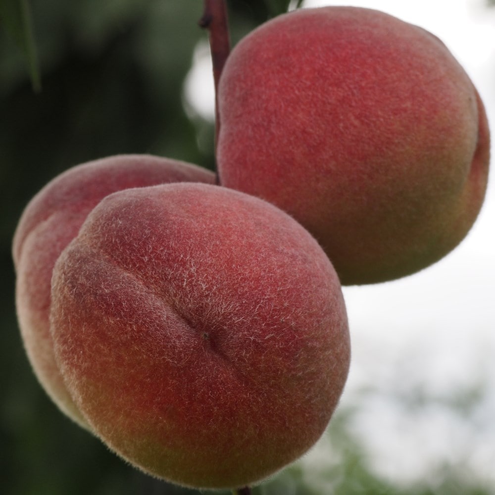 Product options image