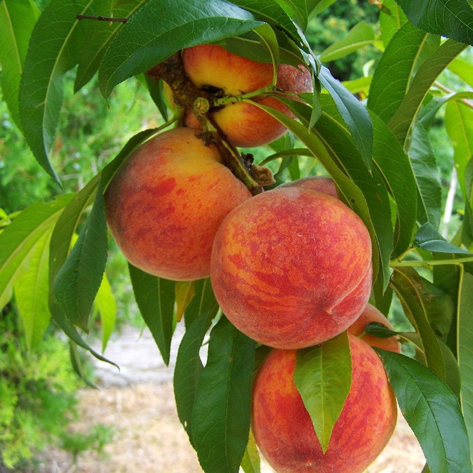 peach 'Peregrine'