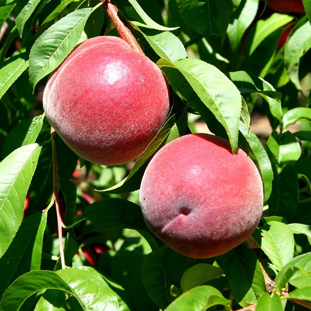 Product options image