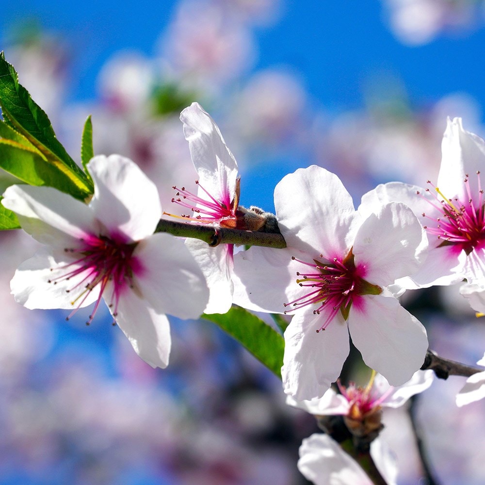 Product options image