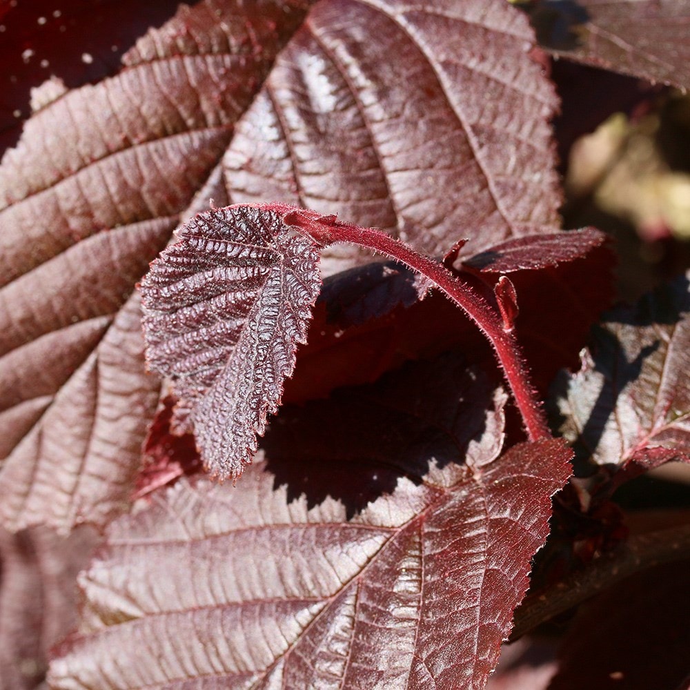 Product options image