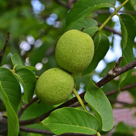 walnut Seedling