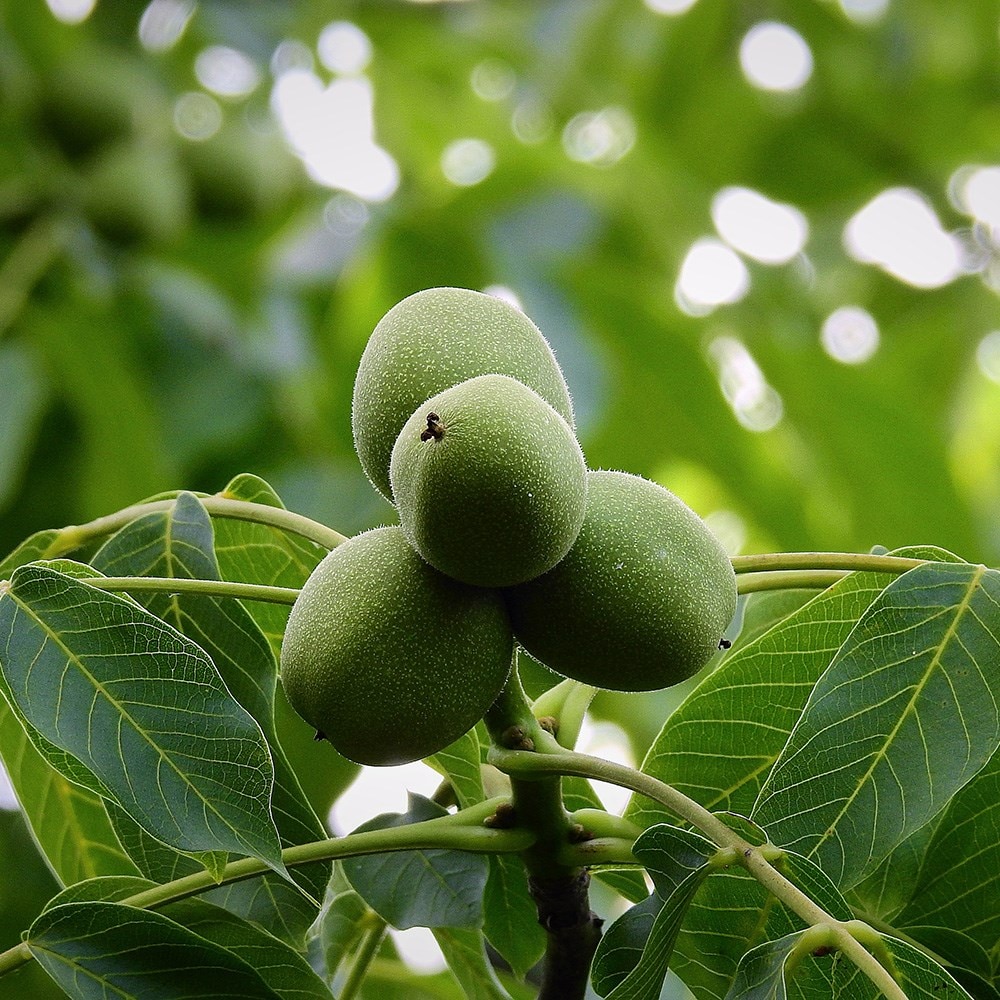 Product options image