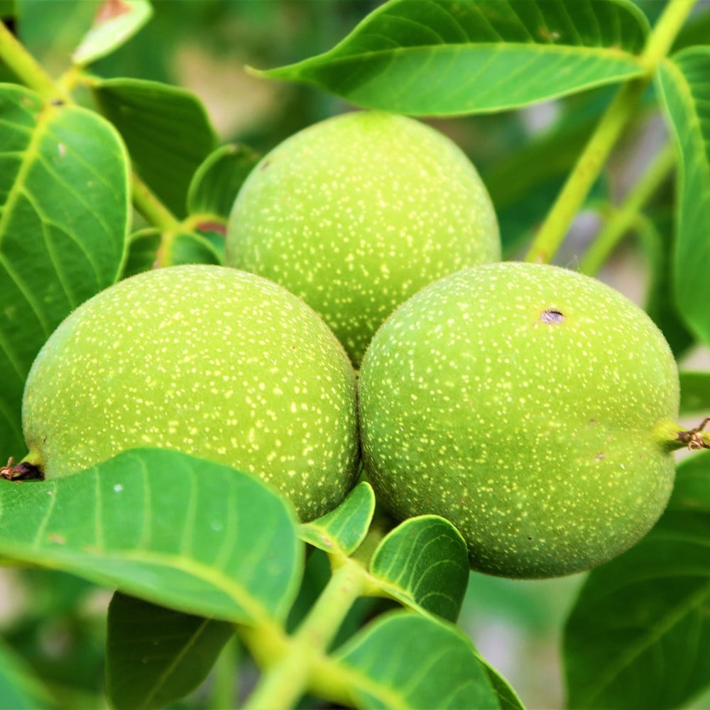 Product options image