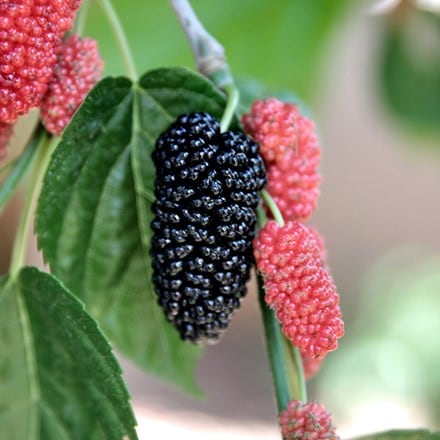 mulberry Repsime
