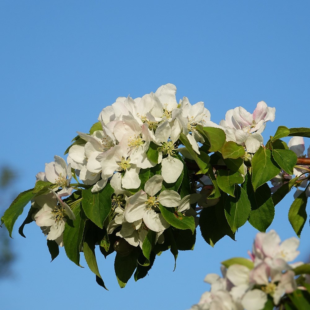 Product options image