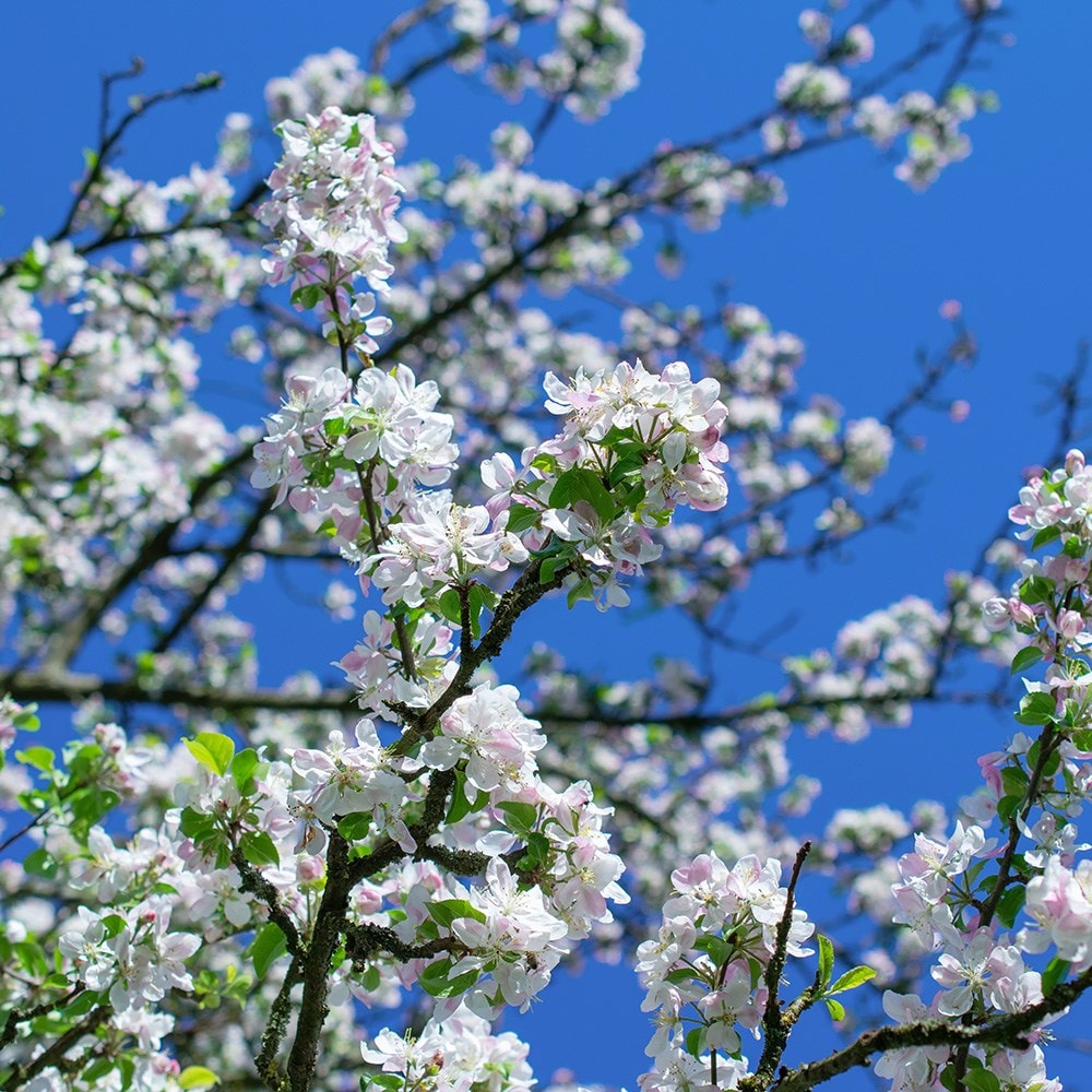 Product options image