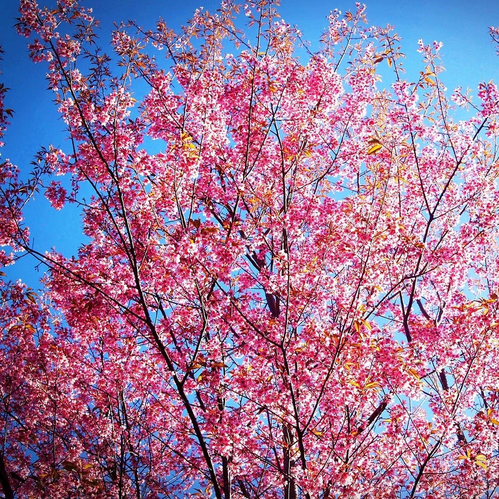 Product options image