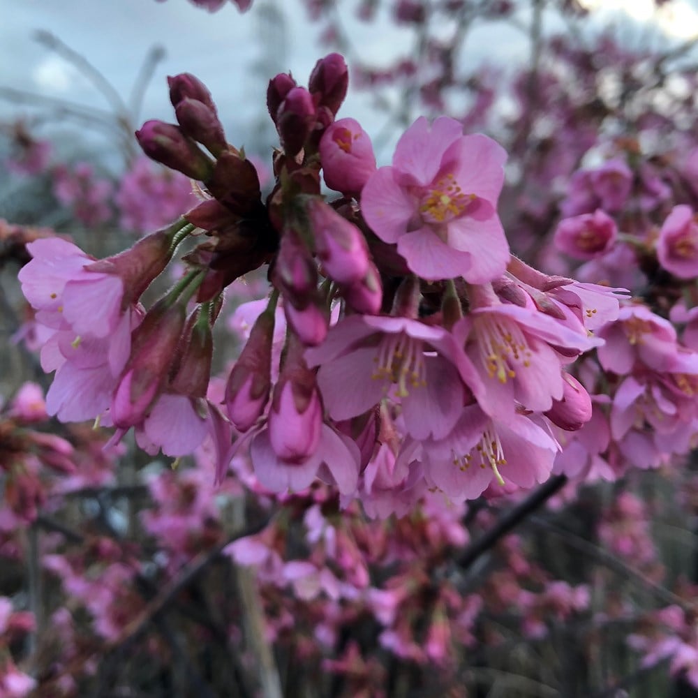 Product options image