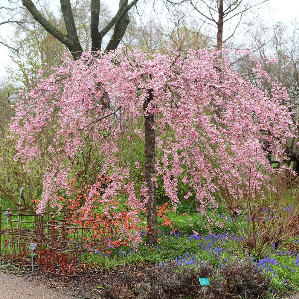 Product options image