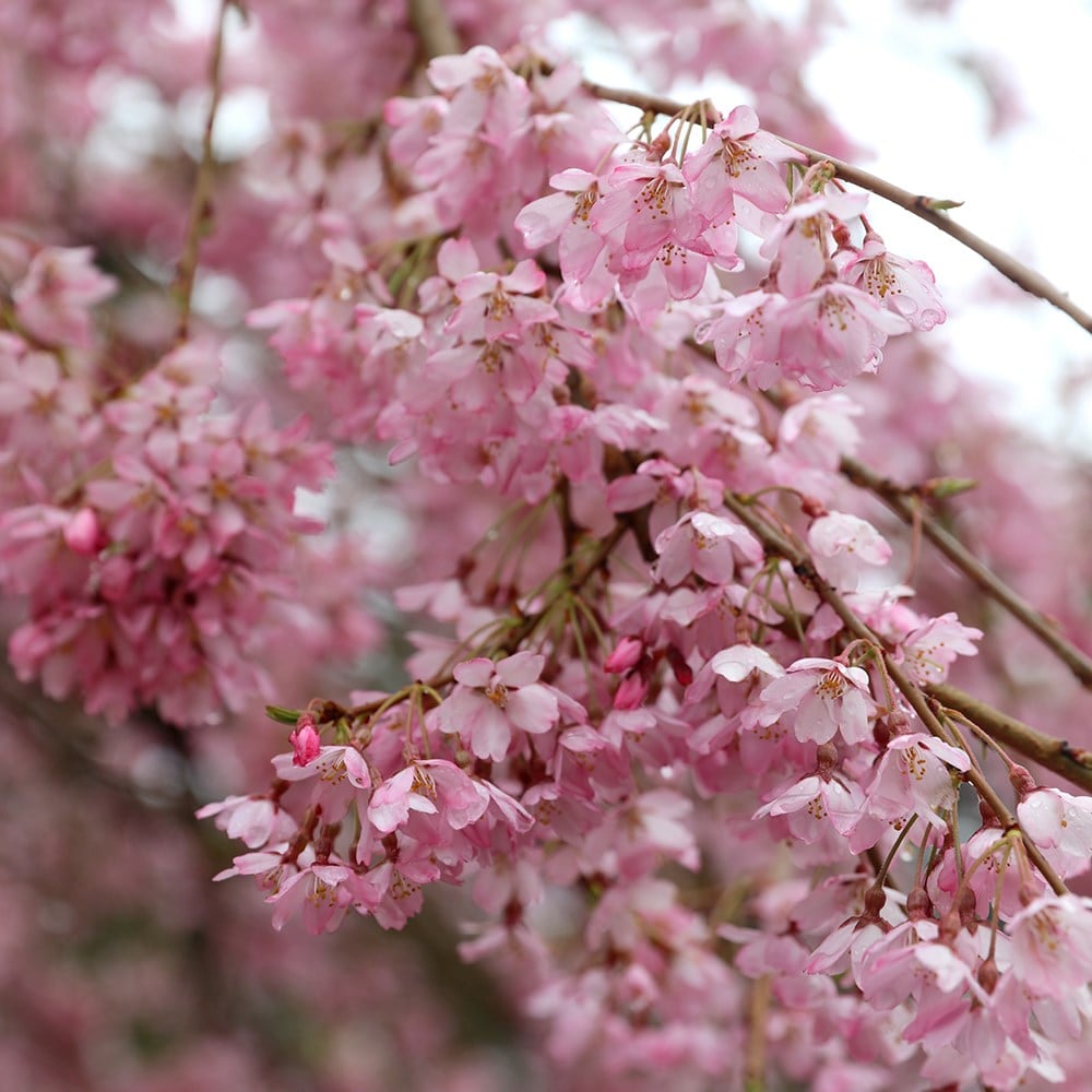 Buy drooping rosebud cherry blossom tree Prunus pendula Pendula Rosea ...