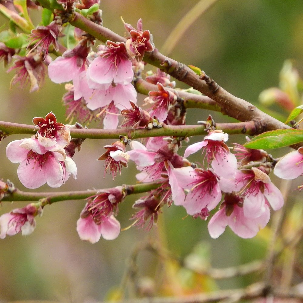 Product options image