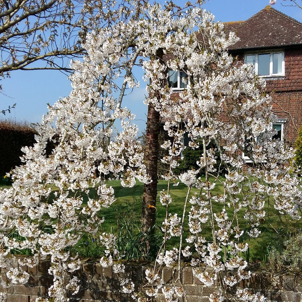 flowering cherry blossom tree
