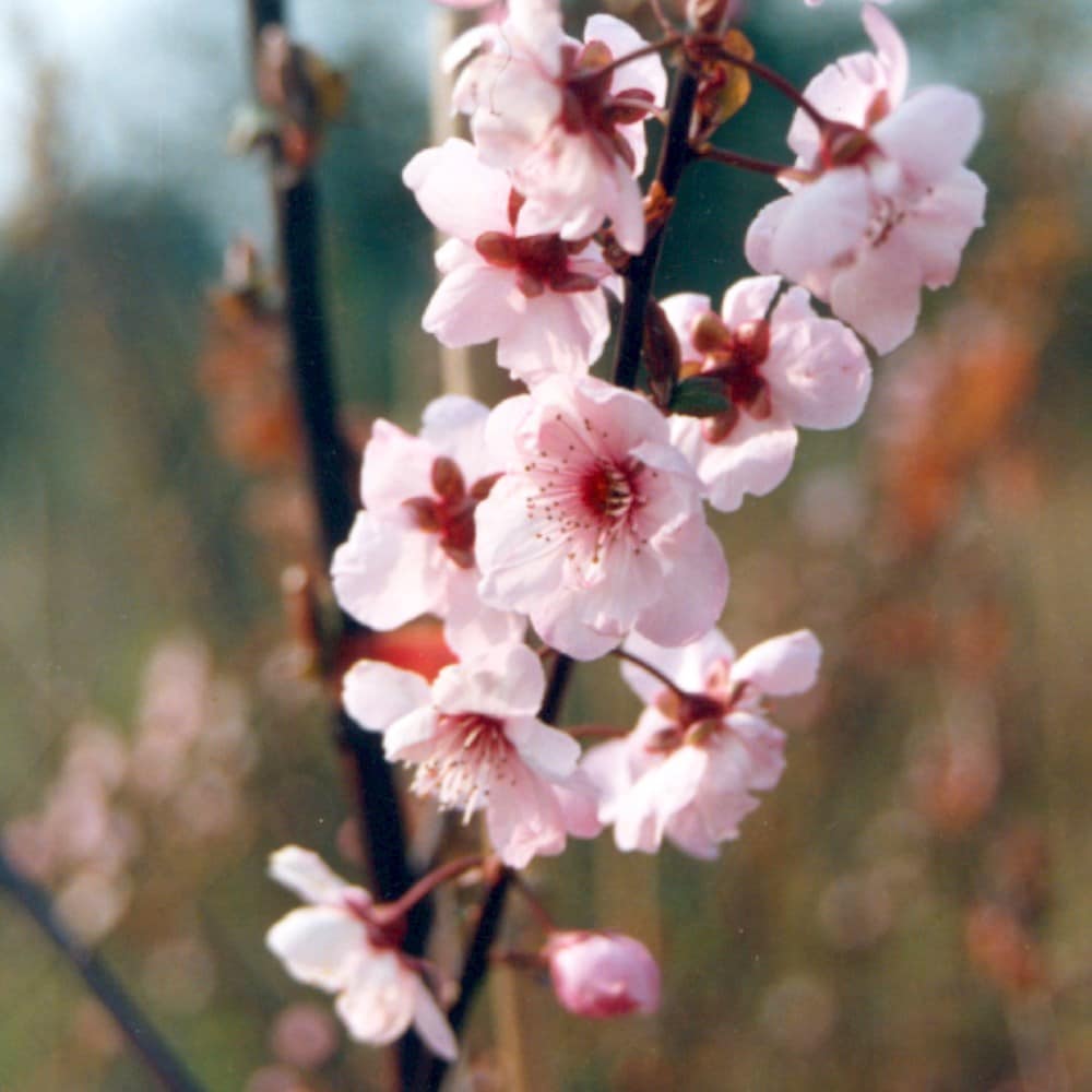 flowering cherry blossom tree