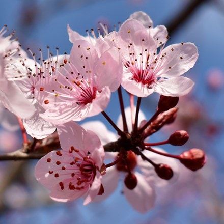 Prunus × persicoides Spring Glow