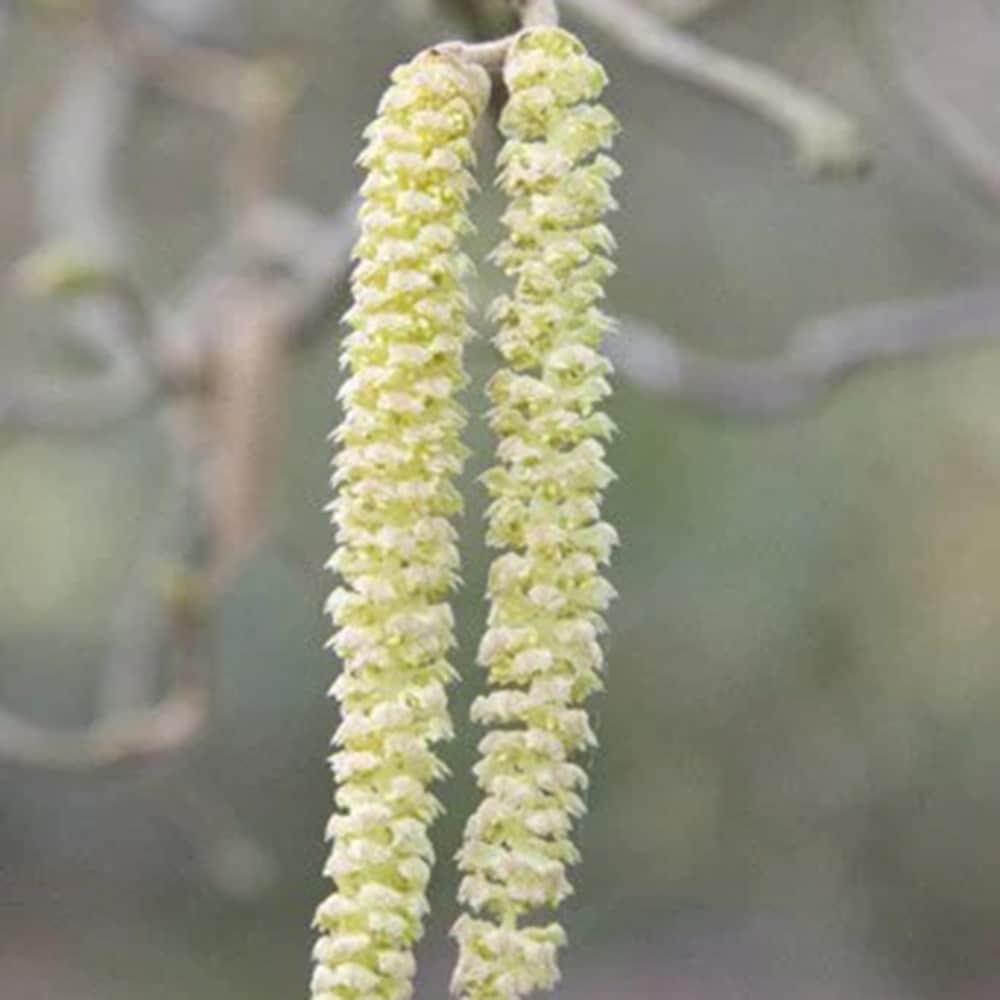 <i>Corylus avellana</i> 'Contorta'