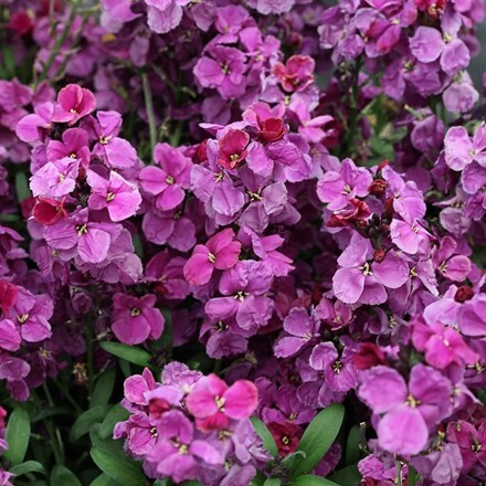 Erysimum Sugar Rush Purple Bicolour