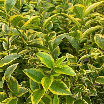 Ligustrum ovalifolium Aureum