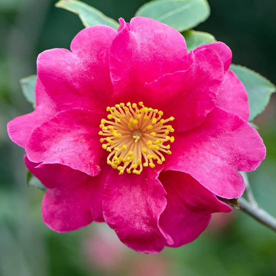 <i>Camellia hiemalis</i> 'Kanjirō'