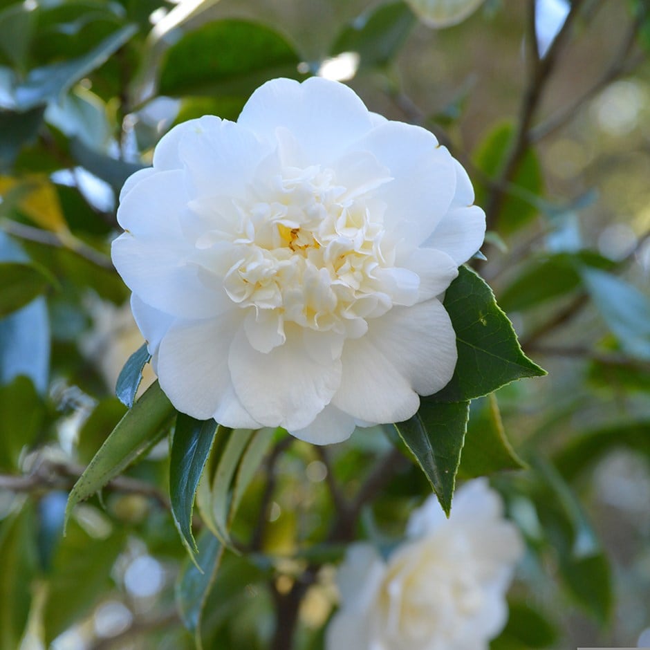 <i>Camellia</i> 'Snow Flurry'