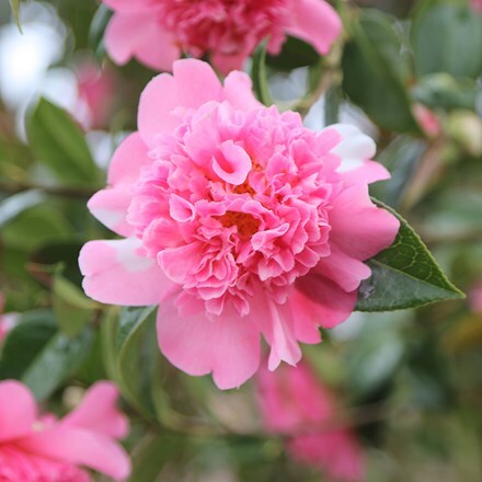 Camellia × williamsii Elsie Jury