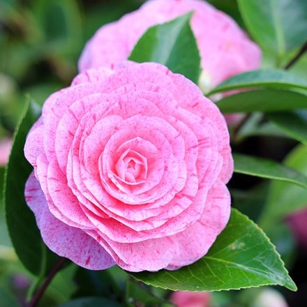 Camellia japonica William Bartlett